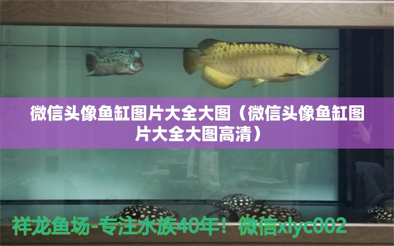 微信頭像魚缸圖片大全大圖（微信頭像魚缸圖片大全大圖高清）