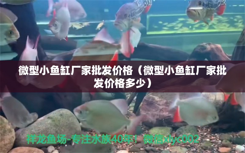 微型小魚缸廠家批發(fā)價格（微型小魚缸廠家批發(fā)價格多少）