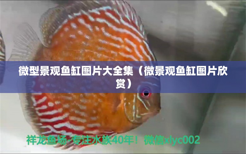 微型景觀魚缸圖片大全集（微景觀魚缸圖片欣賞）