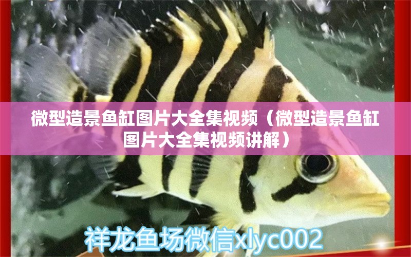 微型造景魚(yú)缸圖片大全集視頻（微型造景魚(yú)缸圖片大全集視頻講解）