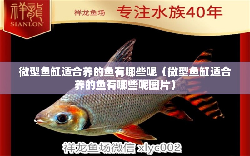 微型魚缸適合養(yǎng)的魚有哪些呢（微型魚缸適合養(yǎng)的魚有哪些呢圖片） 大嘴鯨魚