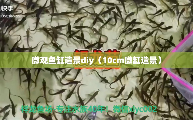 微觀魚缸造景diy（10cm微缸造景）