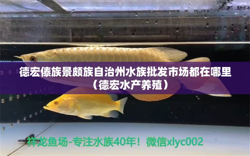 德宏傣族景頗族自治州水族批發(fā)市場都在哪里（德宏水產(chǎn)養(yǎng)殖） 觀賞魚水族批發(fā)市場