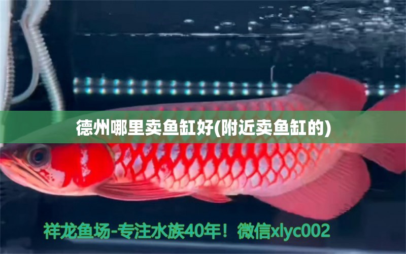 德州哪里賣魚缸好(附近賣魚缸的) 奈及利亞紅圓點狗頭