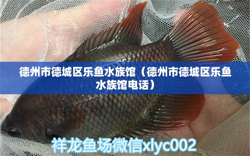 德州市德城區(qū)樂(lè)魚(yú)水族館（德州市德城區(qū)樂(lè)魚(yú)水族館電話）