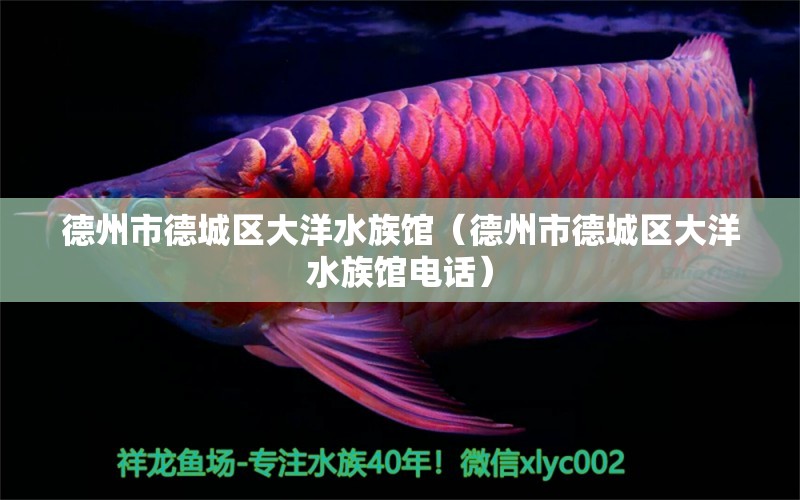 德州市德城區(qū)大洋水族館（德州市德城區(qū)大洋水族館電話）