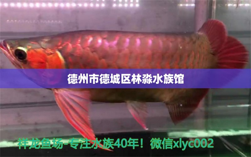 德州市德城區(qū)林淼水族館 全國水族館企業(yè)名錄