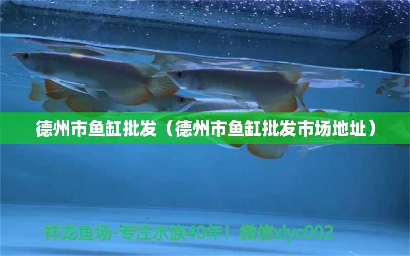 德州市魚缸批發(fā)（德州市魚缸批發(fā)市場地址） 其他品牌魚缸