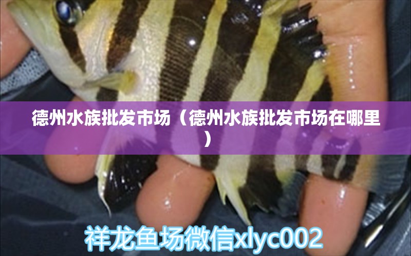 德州水族批發(fā)市場(chǎng)（德州水族批發(fā)市場(chǎng)在哪里） 觀賞魚(yú)水族批發(fā)市場(chǎng)