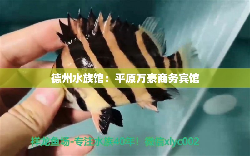 德州水族館：平原萬(wàn)豪商務(wù)賓館 全國(guó)觀賞魚市場(chǎng) 第1張