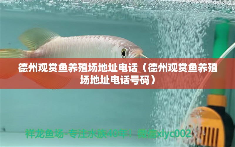 德州觀賞魚(yú)養(yǎng)殖場(chǎng)地址電話（德州觀賞魚(yú)養(yǎng)殖場(chǎng)地址電話號(hào)碼） 黑云魚(yú)