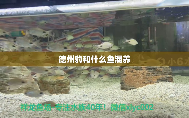 德州豹和什么魚混養(yǎng)