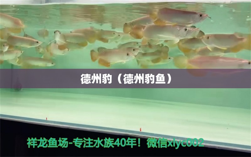 德州豹（德州豹魚）