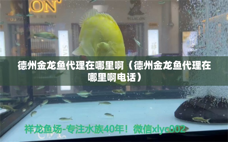 德州金龍魚代理在哪里?。ǖ轮萁瘕堲~代理在哪里啊電話）