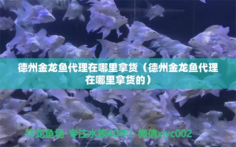 德州金龍魚代理在哪里拿貨（德州金龍魚代理在哪里拿貨的）