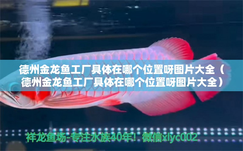 德州金龍魚工廠具體在哪個位置呀圖片大全（德州金龍魚工廠具體在哪個位置呀圖片大全） 元寶鯽