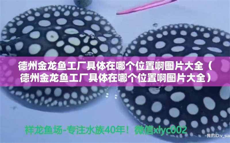 德州金龍魚工廠具體在哪個位置啊圖片大全（德州金龍魚工廠具體在哪個位置啊圖片大全）