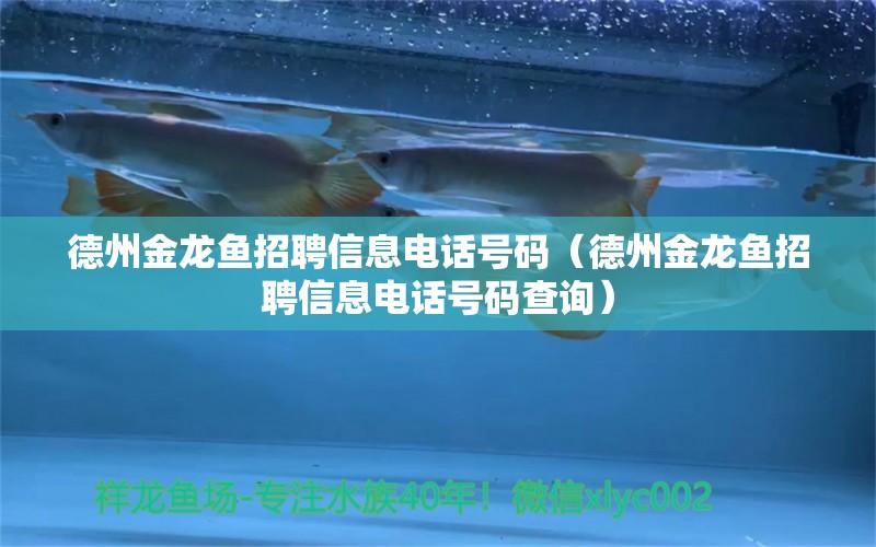 德州金龍魚招聘信息電話號碼（德州金龍魚招聘信息電話號碼查詢） 祥龍水族醫(yī)院