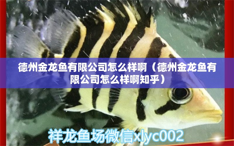 德州金龍魚有限公司怎么樣?。ǖ轮萁瘕堲~有限公司怎么樣啊知乎）