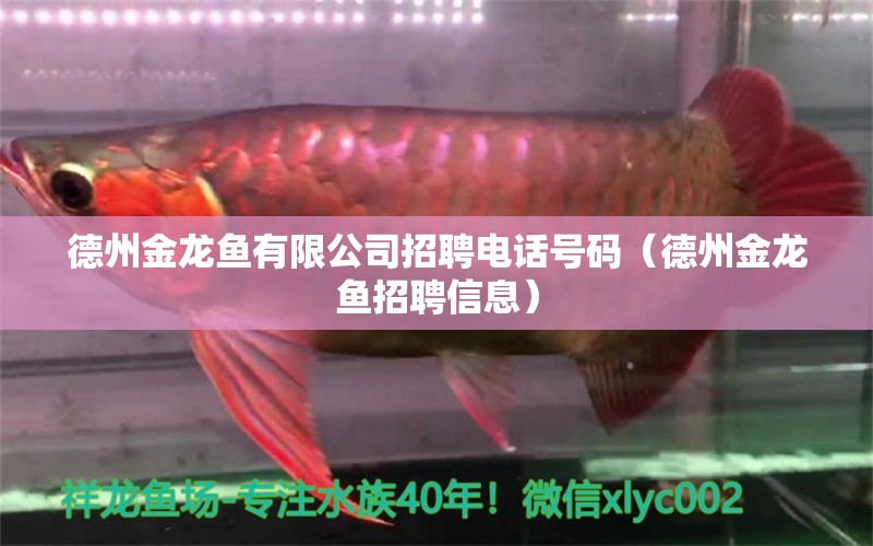 德州金龍魚有限公司招聘電話號碼（德州金龍魚招聘信息） 黃金夢幻雷龍魚