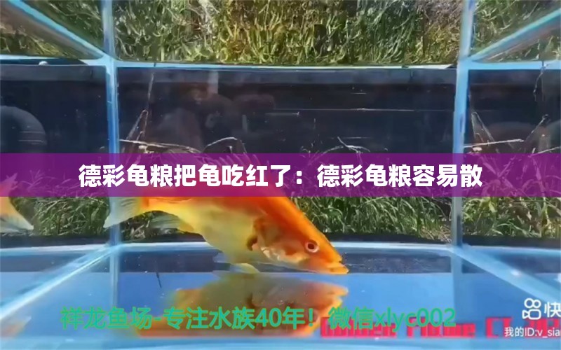 德彩龜糧把龜吃紅了：德彩龜糧容易散 烏龜