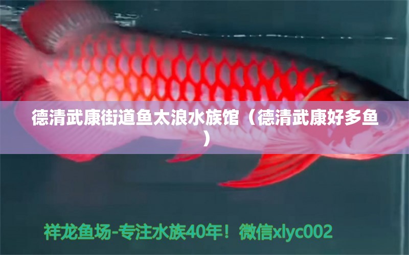 德清武康街道魚太浪水族館（德清武康好多魚） 全國水族館企業(yè)名錄