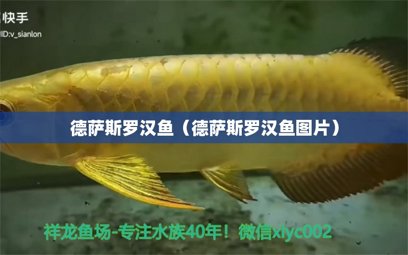 德薩斯羅漢魚(yú)（德薩斯羅漢魚(yú)圖片） 羅漢魚(yú)