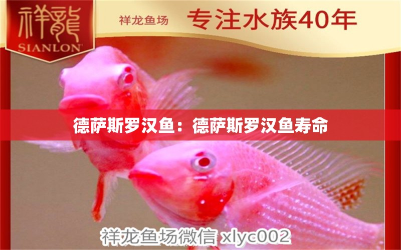 德薩斯羅漢魚：德薩斯羅漢魚壽命 羅漢魚