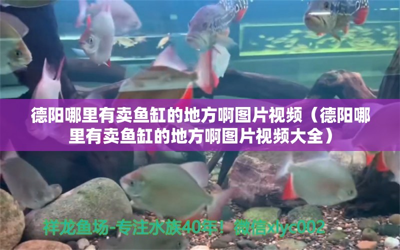 德陽哪里有賣魚缸的地方啊圖片視頻（德陽哪里有賣魚缸的地方啊圖片視頻大全）