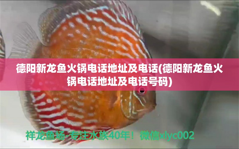 德陽新龍魚火鍋電話地址及電話(德陽新龍魚火鍋電話地址及電話號(hào)碼) 熊貓異形魚L46 第1張