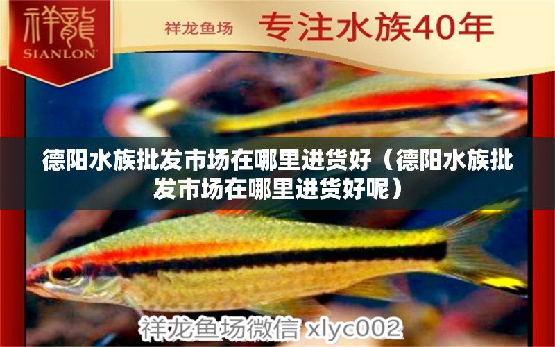 德陽水族批發(fā)市場在哪里進貨好（德陽水族批發(fā)市場在哪里進貨好呢）