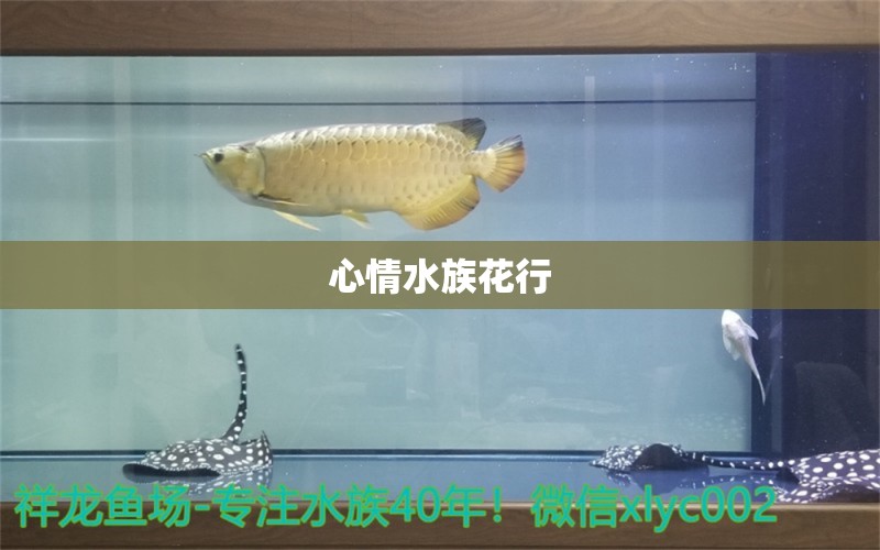 心情水族花行