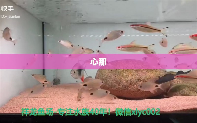 心那 黃鰭鯧魚 第4張