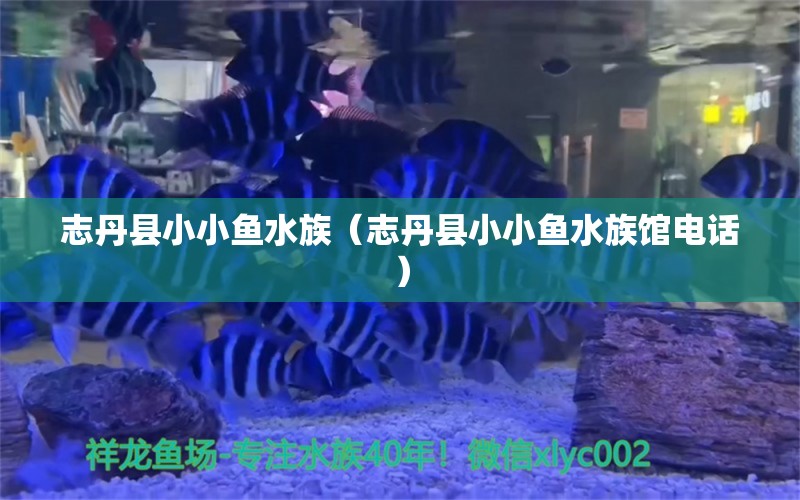 志丹縣小小魚水族（志丹縣小小魚水族館電話） 全國水族館企業(yè)名錄