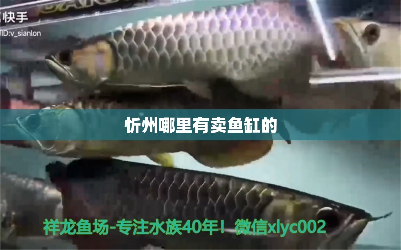 忻州哪里有賣魚缸的 其他品牌魚缸