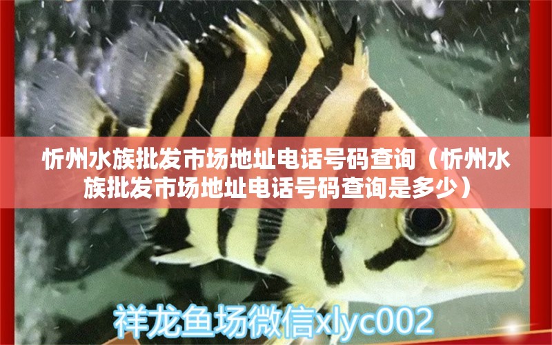 忻州水族批發(fā)市場(chǎng)地址電話(huà)號(hào)碼查詢(xún)（忻州水族批發(fā)市場(chǎng)地址電話(huà)號(hào)碼查詢(xún)是多少） 觀(guān)賞魚(yú)水族批發(fā)市場(chǎng)