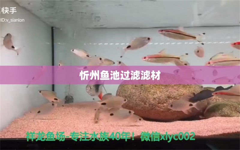 忻州魚池過濾濾材 廣州水族器材濾材批發(fā)市場