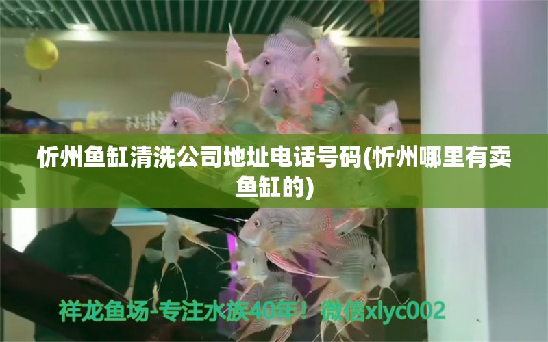 忻州魚缸清洗公司地址電話號碼(忻州哪里有賣魚缸的) 恐龍王魚 第1張