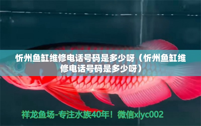 忻州魚缸維修電話號碼是多少呀（忻州魚缸維修電話號碼是多少呀） 祥龍魚場