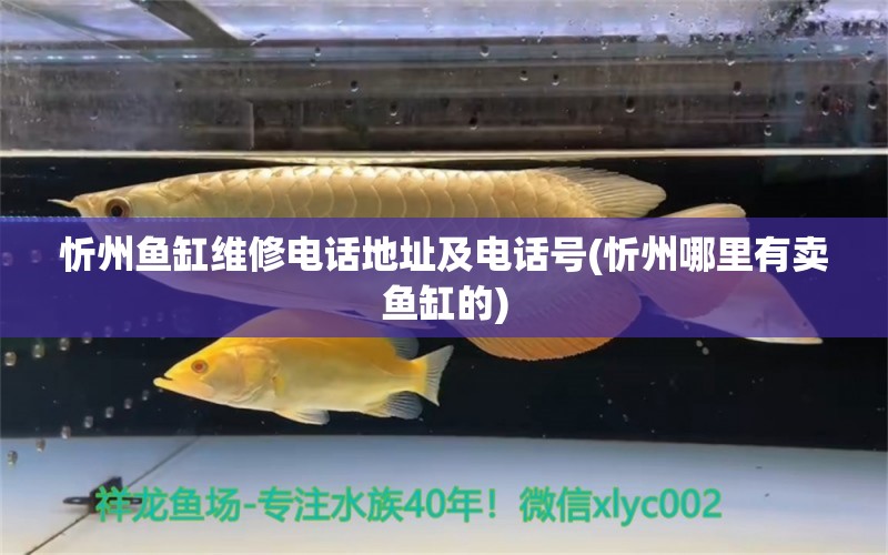 忻州魚缸維修電話地址及電話號(忻州哪里有賣魚缸的) BD魟魚 第1張