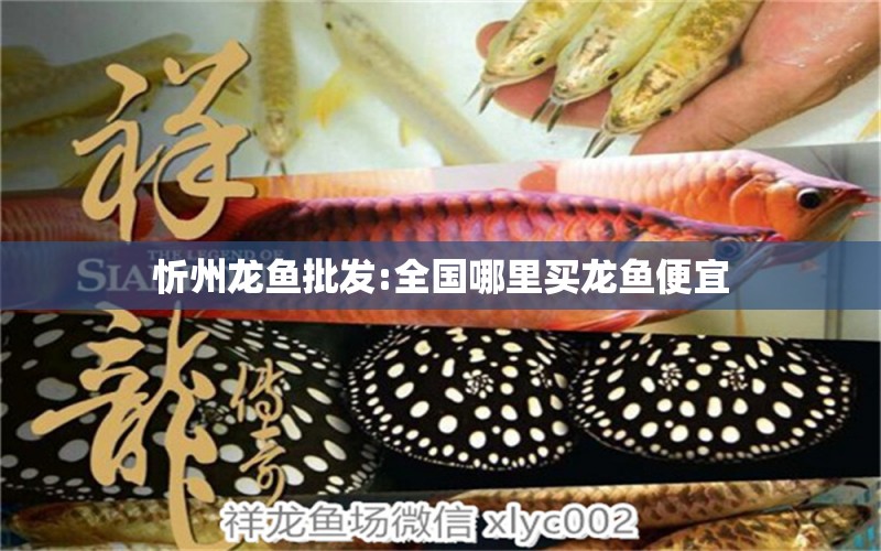 忻州龍魚批發(fā):全國哪里買龍魚便宜