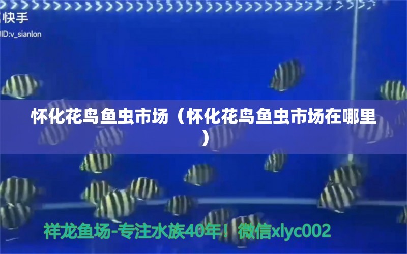 懷化花鳥魚蟲市場（懷化花鳥魚蟲市場在哪里） 觀賞魚水族批發(fā)市場