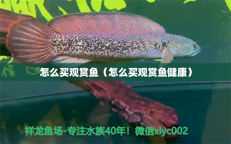 怎么買觀賞魚（怎么買觀賞魚健康）