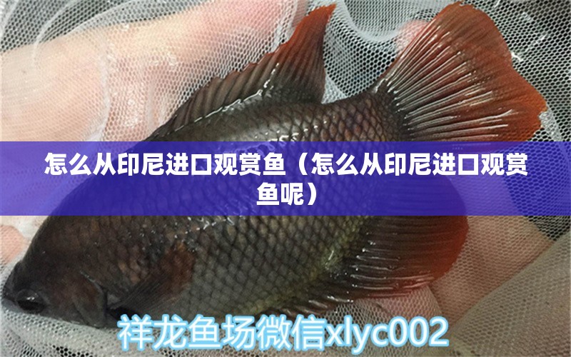 怎么從印尼進(jìn)口觀賞魚（怎么從印尼進(jìn)口觀賞魚呢）