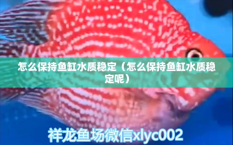 怎么保持魚缸水質(zhì)穩(wěn)定（怎么保持魚缸水質(zhì)穩(wěn)定呢） 祥龍水族醫(yī)院