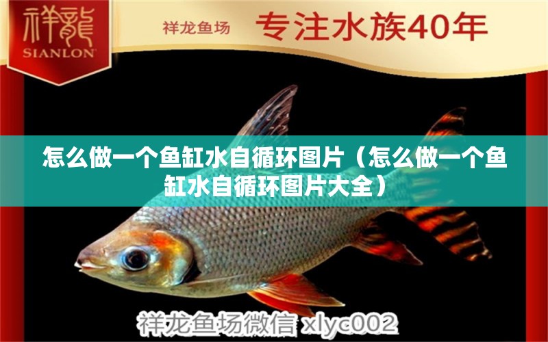 怎么做一個(gè)魚缸水自循環(huán)圖片（怎么做一個(gè)魚缸水自循環(huán)圖片大全）