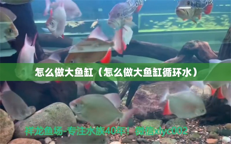 怎么做大魚缸（怎么做大魚缸循環(huán)水）