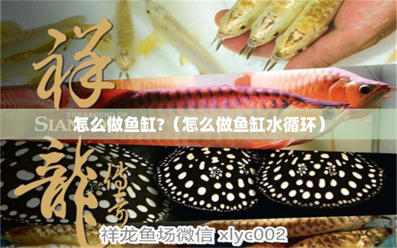 怎么做魚缸?（怎么做魚缸水循環(huán)） 檸檬鯽