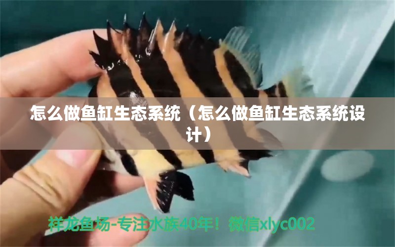 怎么做魚缸生態(tài)系統(tǒng)（怎么做魚缸生態(tài)系統(tǒng)設(shè)計(jì)） 祥龍魚場