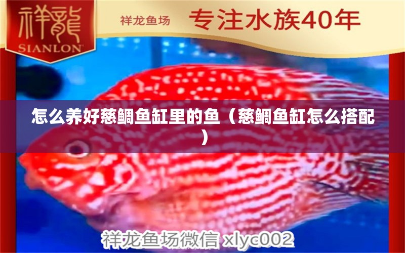 怎么養(yǎng)好慈鯛魚缸里的魚（慈鯛魚缸怎么搭配） 玫瑰銀版魚